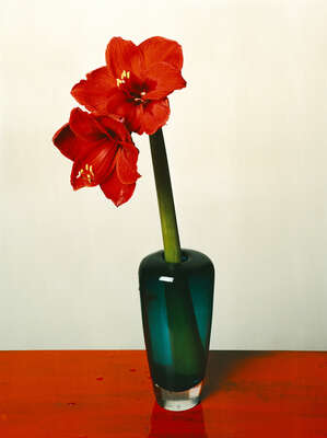  curated vintage botanical  prints: Amaryllis 2 by Kris Scholz