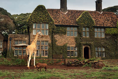 animal wall art:  Giraffe Manor #9 by Klaus Thymann