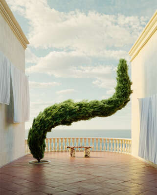   Cypress von Massimo Colonna