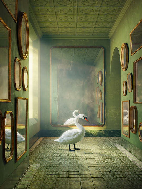   Swan von Massimo Colonna