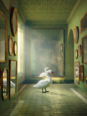   Swan de Massimo Colonna