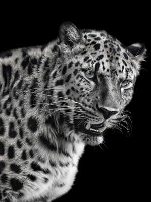   Leopard I by Mikhail Kirakosyan