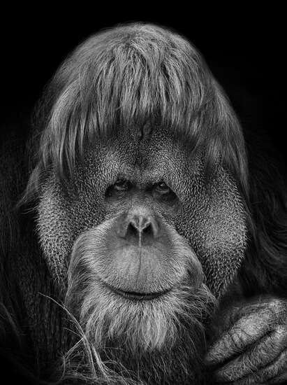 Orang Utan by Mikhail Kirakosyan - Limited Edition. Edition of: 150 ...