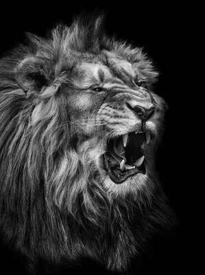  Popular Black and White Photography: Lion by Mikhail Kirakosyan
