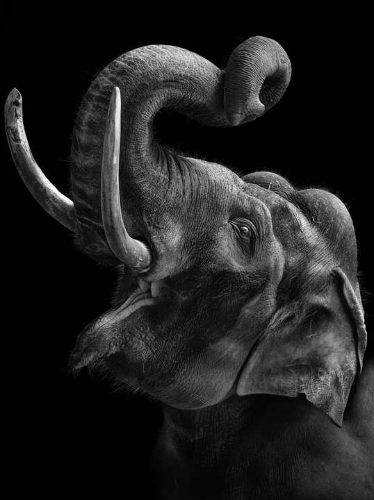 Elephant by Mikhail Kirakosyan