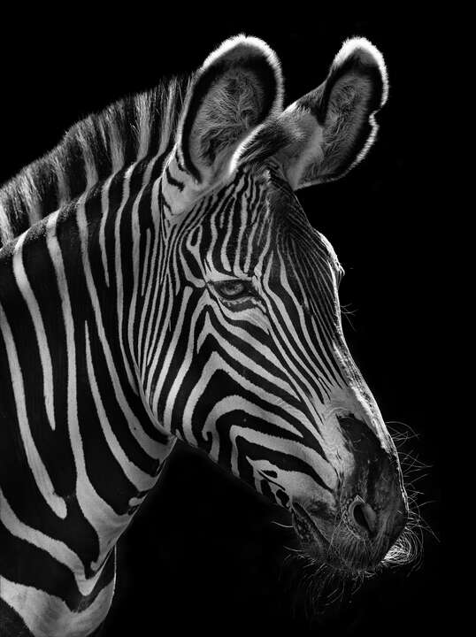   Zebra by Mikhail Kirakosyan