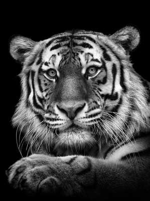   Tiger by Mikhail Kirakosyan