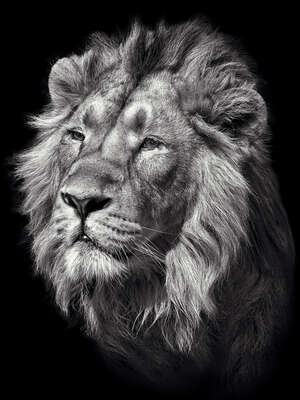   Lion II by Mikhail Kirakosyan