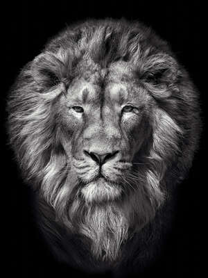   Lion III by Mikhail Kirakosyan