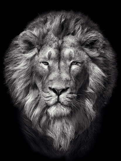 Lion III