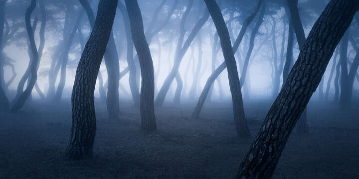  Forest Photography for your Bathroom: Pine Forest by Nathaniel Merz