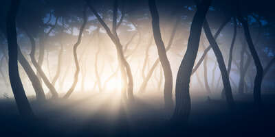  Nature Art: Pine Forest II by Nathaniel Merz