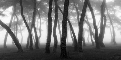 minimalist black and white landscapes: Pine Forest III by Nathaniel Merz