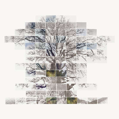  Fotokunst online kaufen Sketch Film of a Tree von Noel Myles