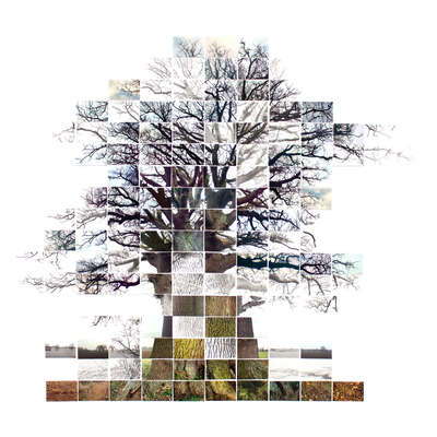   Still Film of an Oak Tree near Sudbury by Noel Myles