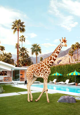   Pool Side Giraffe by Paul Fuentes