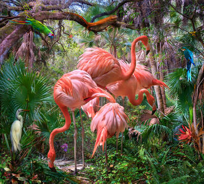   Lost Flamingos and Some Acquaintances by Pat Swain