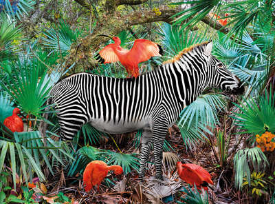 animal wall art:  Ibises & Zebra by Pat Swain