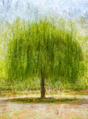   Willow by Pep Ventosa