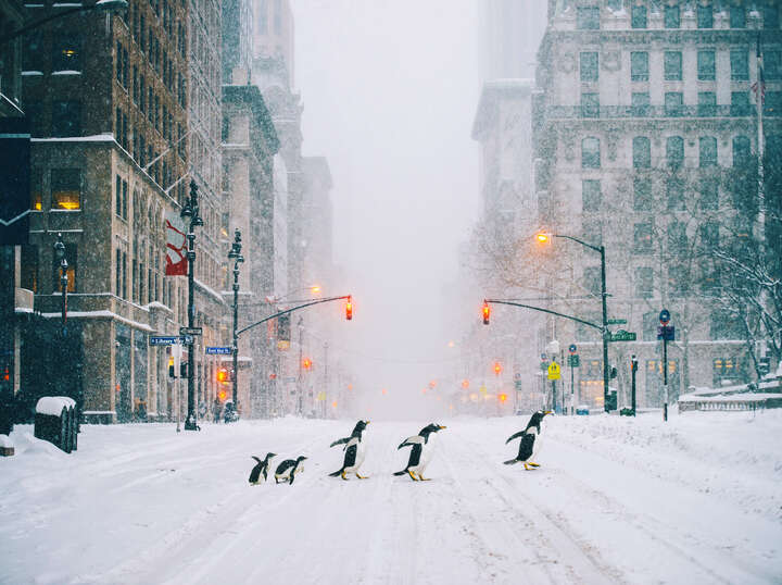 NYC Penguins - Part II von Robert Jahns