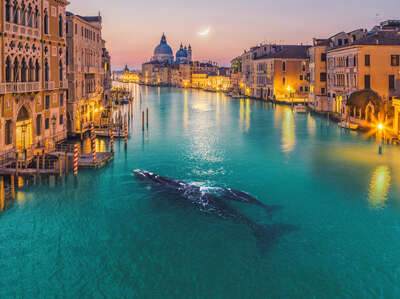  bathroom artworks: Whale in Venice by Robert Jahns