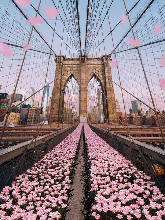  curated boho artwork: Brooklyn Bridge Tulips by Robert Jahns