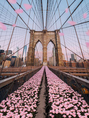   Brooklyn Bridge Tulips by Robert Jahns