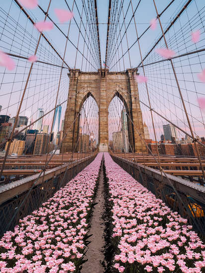 Brooklyn Bridge Tulips