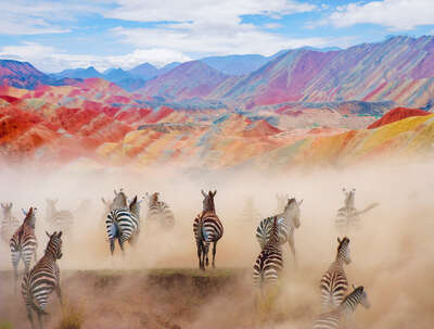   Colorful Zebras by Robert Jahns