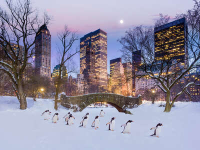 animal wall art:  Manhattan Penguins by Robert Jahns
