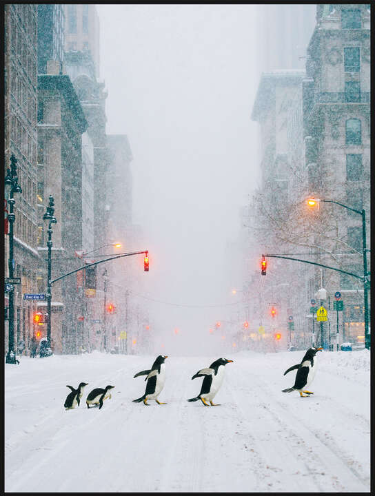  Hochformate NYC Penguins by Robert Jahns