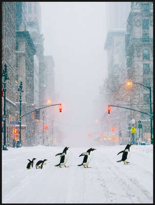 animal wall art:  NYC Penguins by Robert Jahns