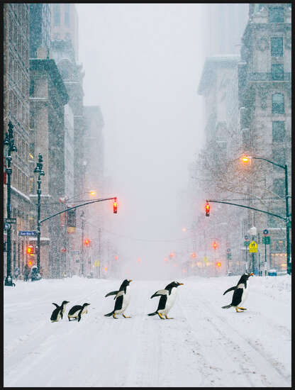 NYC Penguins