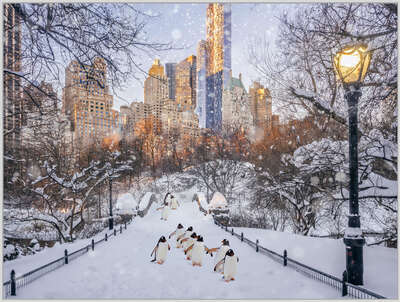 animal wall art:  Central Park Penguins by Robert Jahns
