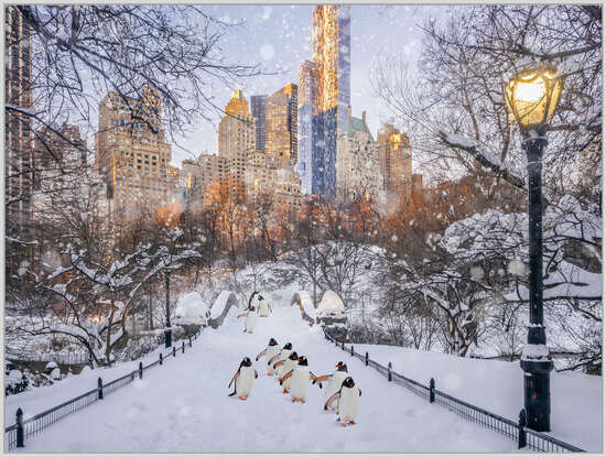 Central Park Penguins