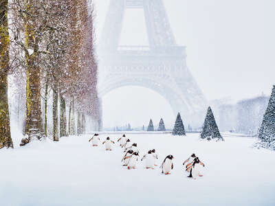   Eiffel Tower Penguins by Robert Jahns