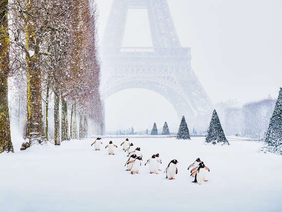 Eiffel Tower Penguins