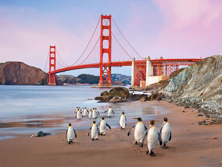   San Francisco Emperor Penguins von Robert Jahns