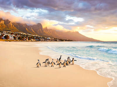   Cape Town Penguins by Robert Jahns