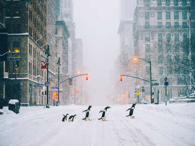   NYC Penguins - Part II by Robert Jahns
