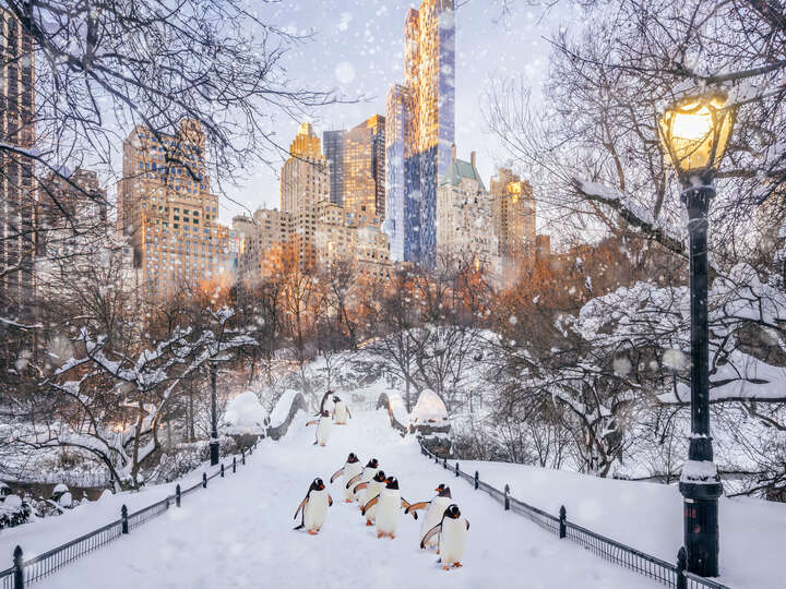   Central Park Penguins by Robert Jahns