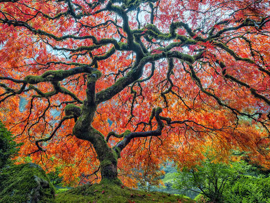 Under the Canopy by Roman Johnston - Petites - Small Open Edition.