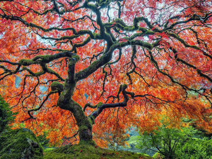   Under the Canopy by Roman Johnston