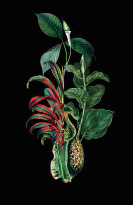  curated vintage botanical  prints: Philonenthus by Rive Roshan