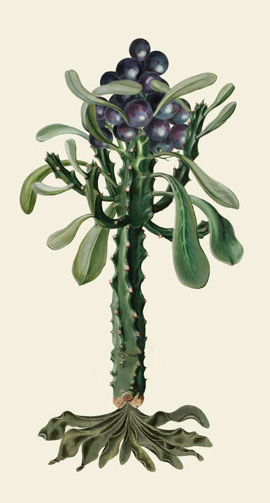   Vitiscactus von Rive Roshan