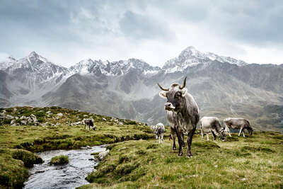  Kühe Bilder Tiroler Grauvieh von Ramona Waldner
