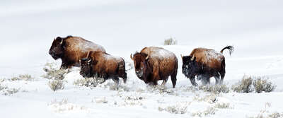  curated animal prints: Bison by Ramona Waldner