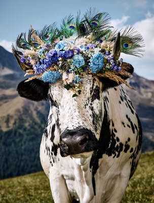  Kühe Bilder Orlanda von Ramona Waldner