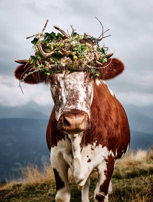  Kühe Bilder Tina von Ramona Waldner