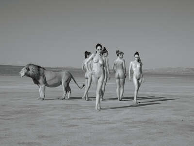  Löwen Bilder Walking Nudes von Sylvie Blum